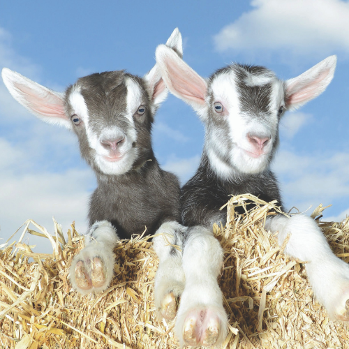 Goat Feeding & Meet the Kids