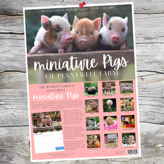 Pennywell Miniature Pig 2026 Calendar