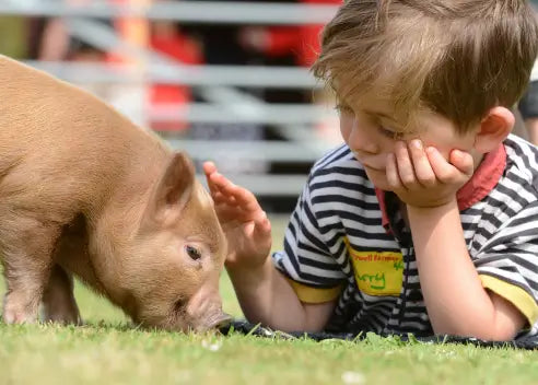 Pennywell Miniature Pigs