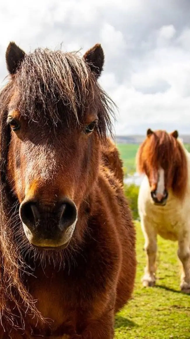 🐴 Miniature Ponies