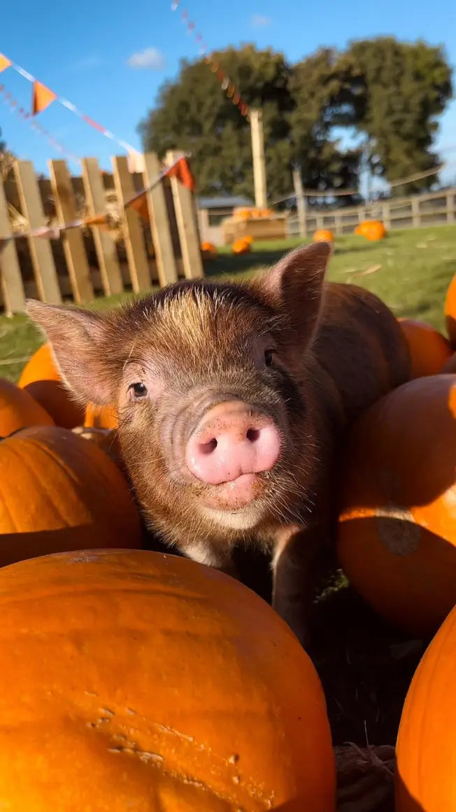 A small piglet sitting among bright orange pumpkins on a sunny day.