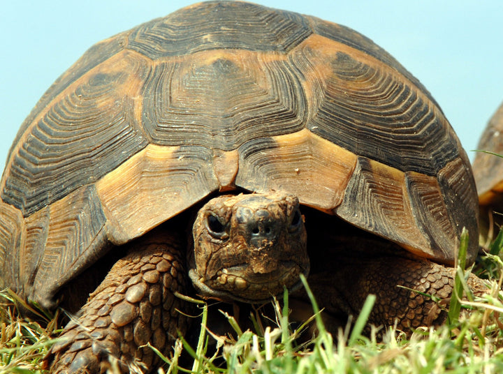 Close-up of a brown tortoise with patterned shell on grass under clear sky