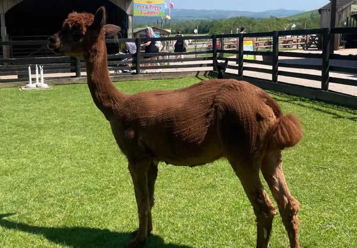 A brown alpaca stands on green grass, with a wooden fence and people in the background on a sunny day.
