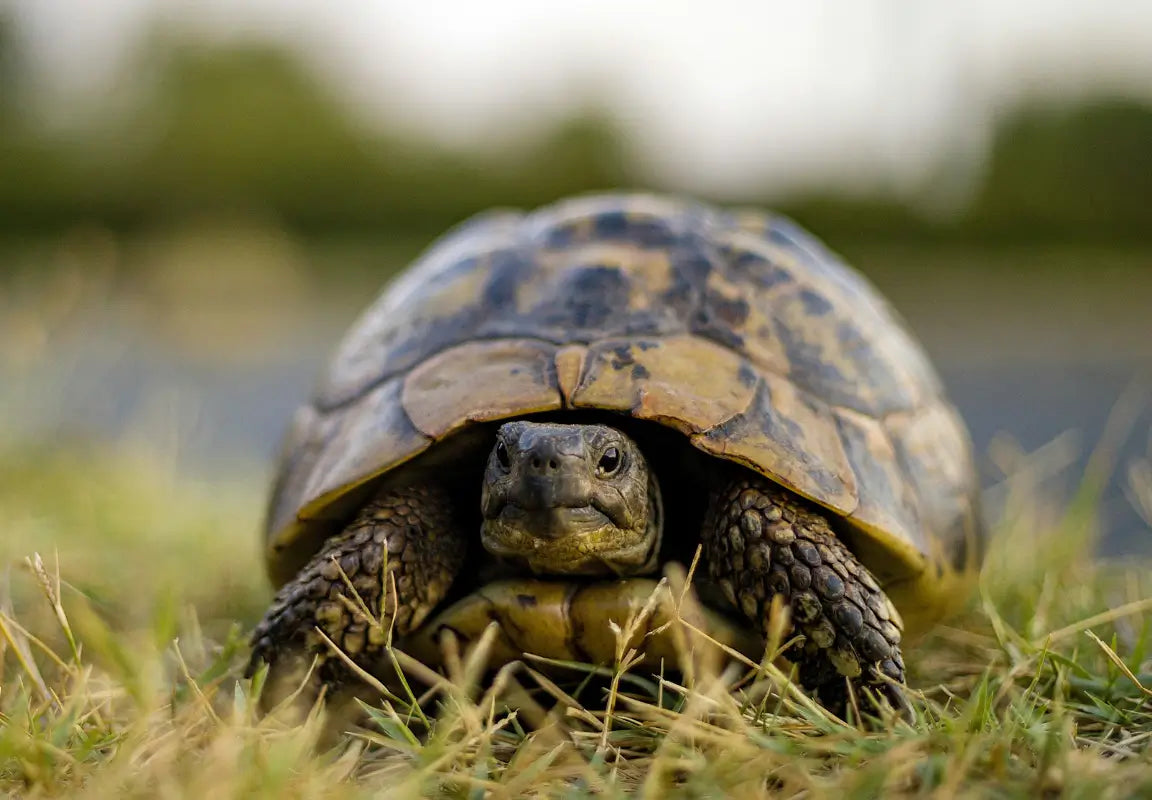 Tortoises