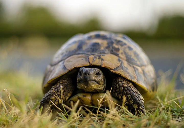 a close-up of a tortoise resting on grass, with its head slightly protruding from its shell