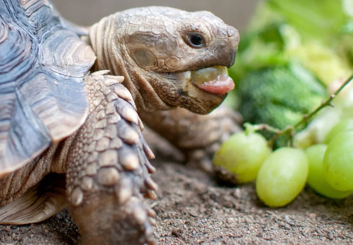 A tortoise eating a piece of food, surrounded by grapes and broccoli on the ground.