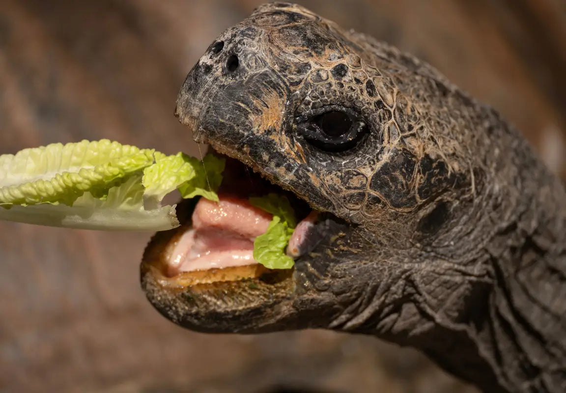 Tortoises