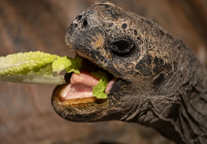 a close-up of a tortoise eating a piece of lettuce, with its mouth open and visible tongue