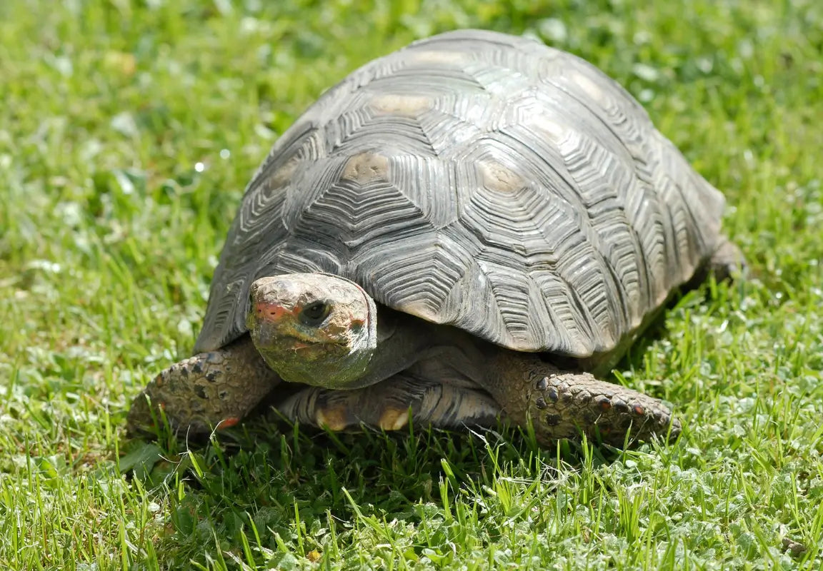 Tortoises