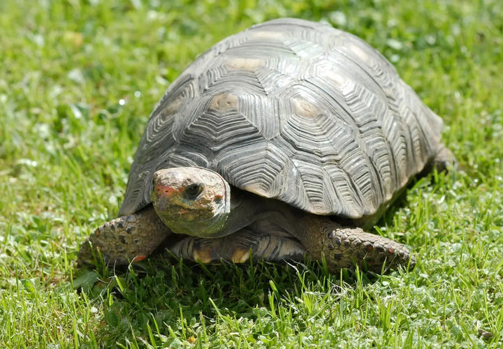 a tortoise walking on green grass, showing its textured shell and head with distinctive markings
