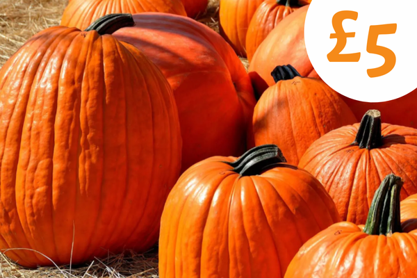 Large Pumpkin – Limited Online Offer