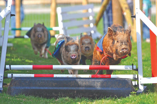 pig racing 1