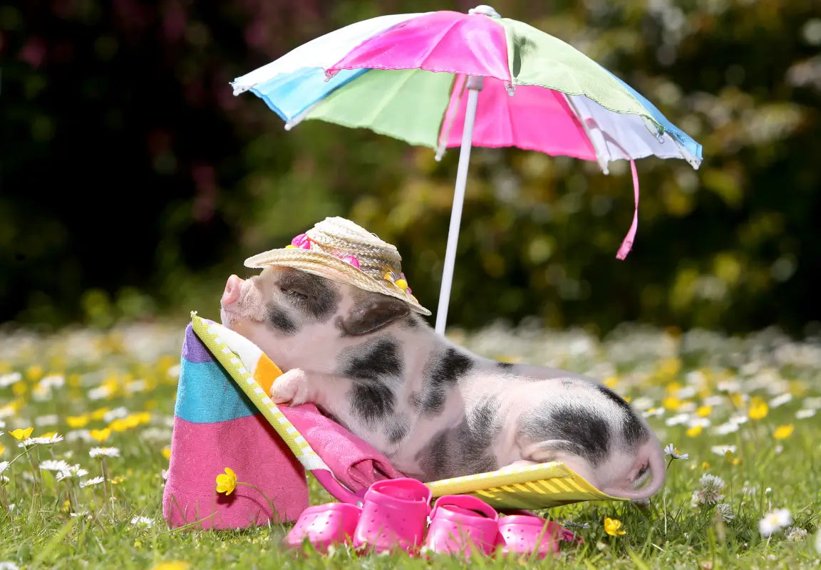 sizzling summer offer sign up page