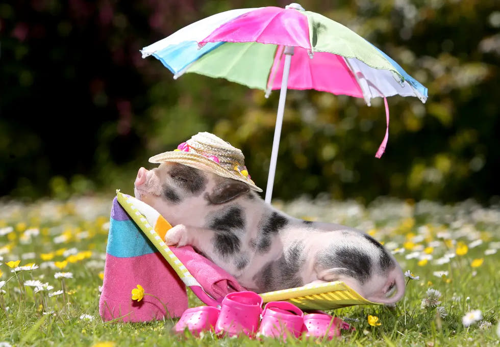 sizzling summer offer sign up page