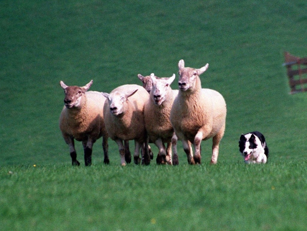 Sheepdog Trials Wednesday 6th August At Pennywell Devon Tourist