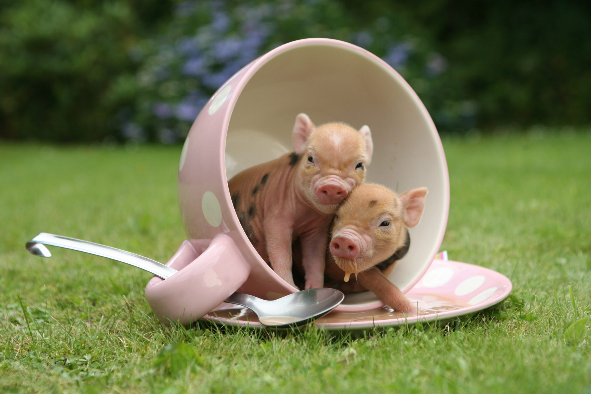 The Pennywell Miniature Pig Story Pennywell Farm News