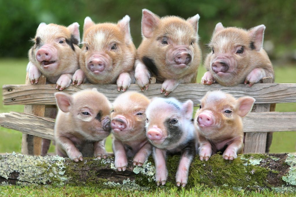 The Pennywell Miniature Pig Story - Pennywell Farm News